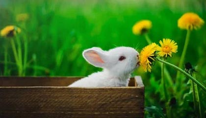 开云登录入口-西媒：特朗普观赛，美网男单决赛推迟